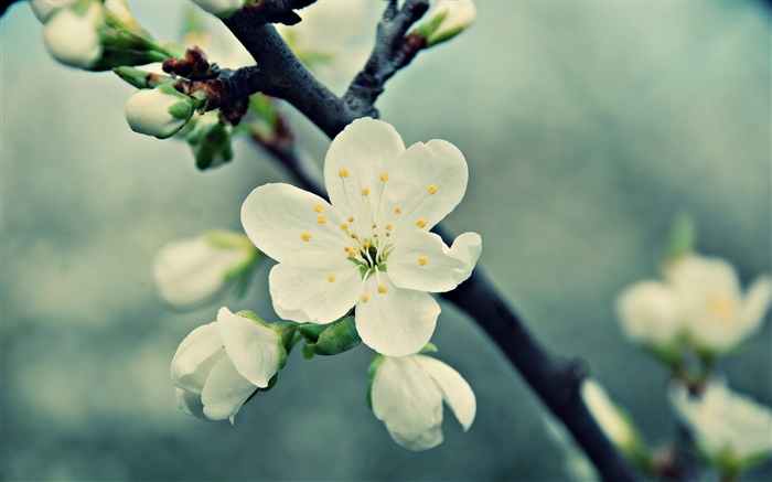 flores de cerezo blancas, pétalos, primavera, floración Fondos de pantalla, imagen