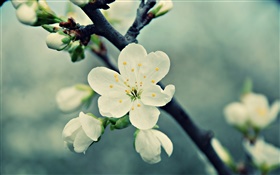 flores de cerezo blancas, pétalos, primavera, floración