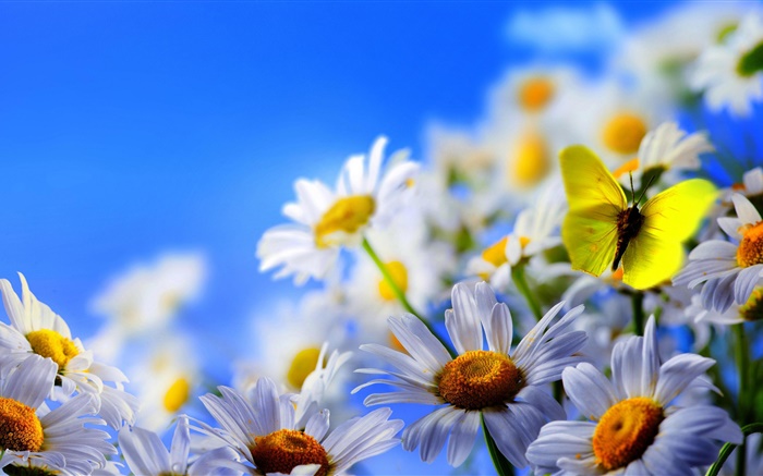 margarita blanca, mariposa, cielo azul Fondos de pantalla, imagen
