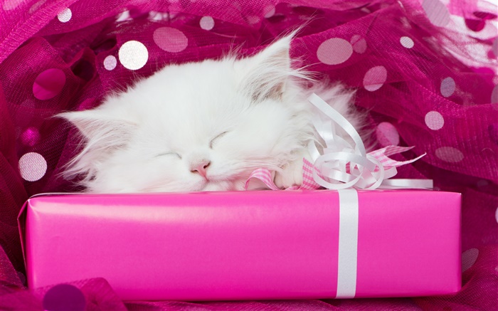 Blanco gatito durmiendo, regalos Fondos de pantalla, imagen