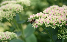 pequeñas flores blancas, abejas, insectos, bokeh HD fondos de pantalla