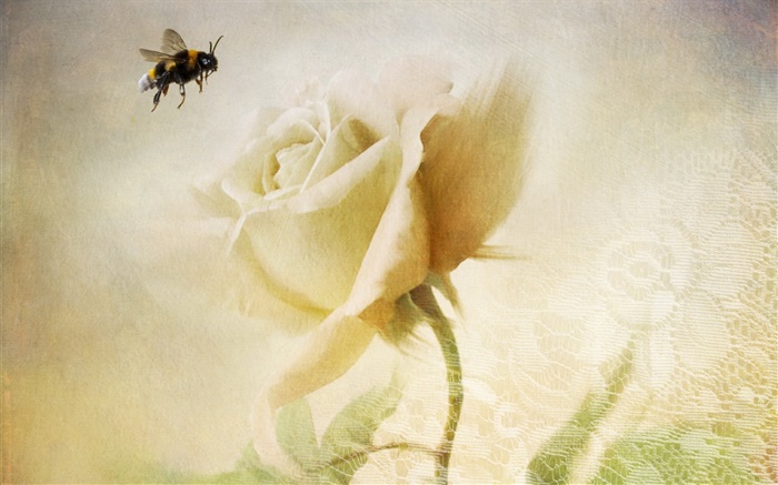 rosa blanca, abeja, textura Fondos de pantalla, imagen