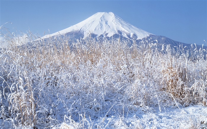 Invierno, hierba, nieve, el Monte Fuji, Japón Fondos de pantalla, imagen