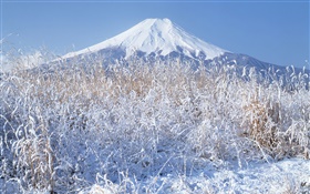 Invierno, hierba, nieve, el Monte Fuji, Japón HD fondos de pantalla