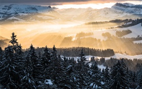 Invierno, montañas, por la mañana, los rayos del sol, árboles, nieve HD fondos de pantalla