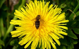 Crisantemo amarillo y abeja