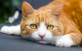 Los ojos amarillos gato quiere dormir HD fondos de pantalla
