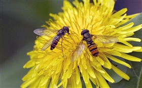 flores amarillas, crisantemo, dos abejas