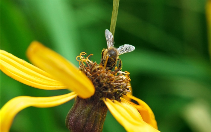 pétalos amarillos de la flor, abeja, fondo verde Fondos de pantalla, imagen