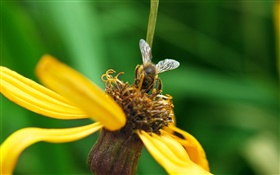 pétalos amarillos de la flor, abeja, fondo verde
