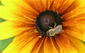 pétalos amarillos de la flor, abeja, insecto HD fondos de pantalla