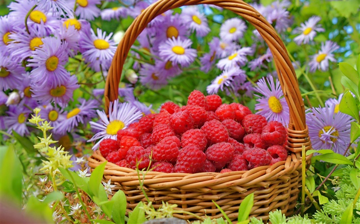 Una cesta rojo frambuesa, aster flores Fondos de pantalla, imagen