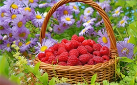 Una cesta rojo frambuesa, aster flores