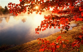 Otoño, hojas de color rojo, árbol de arce, río, los rayos del sol