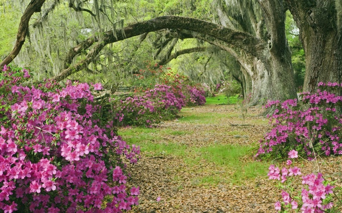 Azaleas, árboles, hierba, callejón, Carolina del Sur, EE.UU. Fondos de pantalla, imagen