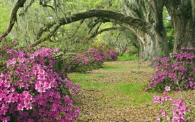 Azaleas, árboles, hierba, callejón, Carolina del Sur, EE.UU.