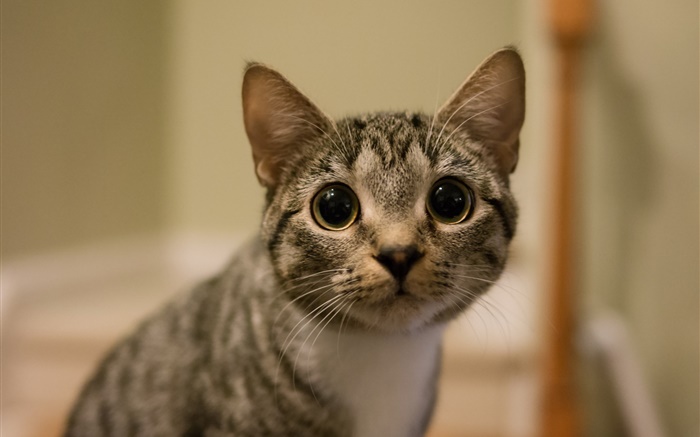 Ojos grandes mirada del gato Fondos de pantalla, imagen