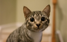 Ojos grandes mirada del gato