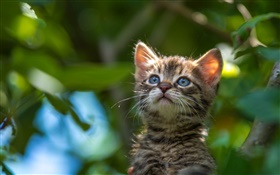 Los ojos azules gatito miran hacia arriba