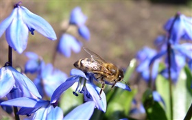 flores de color azul, abeja