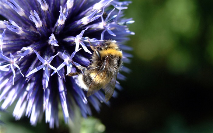 pétalos azules de la flor, abeja, insecto, bokeh Fondos de pantalla, imagen