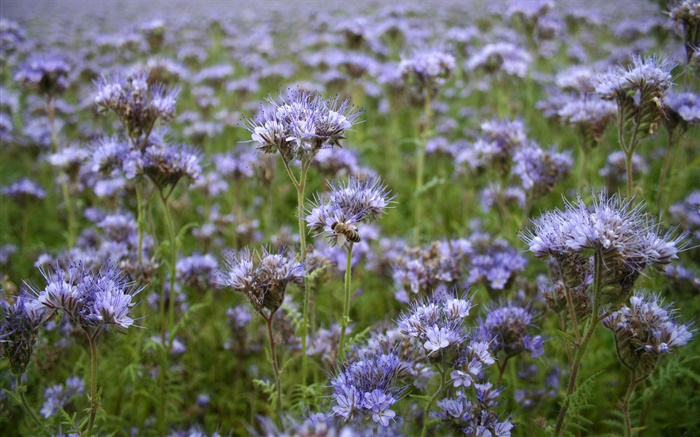 flores silvestres de color azul, abeja, primavera Fondos de pantalla, imagen