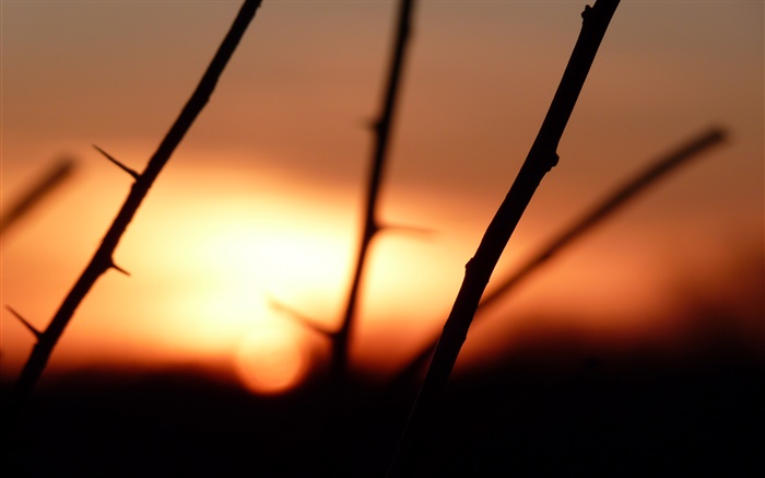 Ramas, espinas, la puesta del sol Fondos de pantalla, imagen
