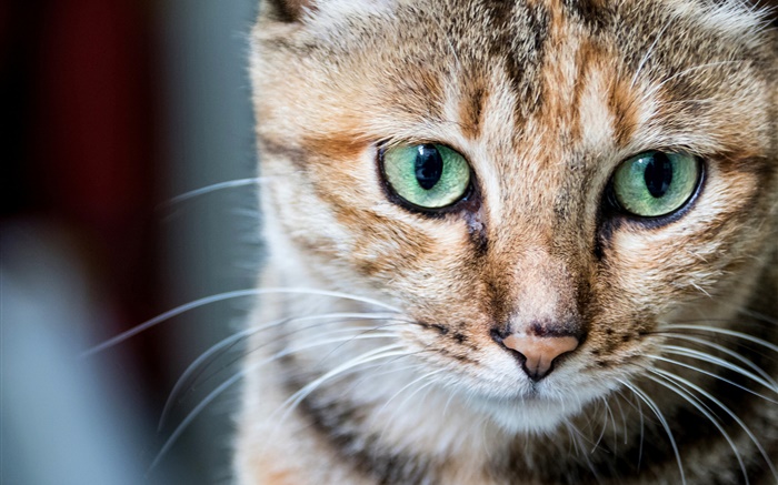 Retrato del gato, ojos verdes, los bigotes Fondos de pantalla, imagen