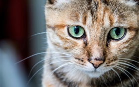 Retrato del gato, ojos verdes, los bigotes