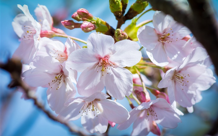 flores de cerezo en flor, la primavera Fondos de pantalla, imagen