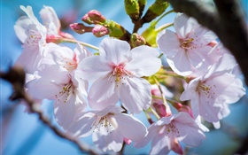 flores de cerezo en flor, la primavera