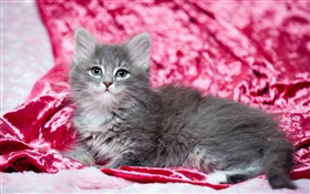 Lindo gatito gris, fondo rojo