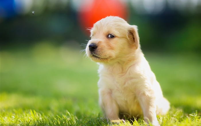 perrito lindo en la hierba, golden retriever Fondos de pantalla, imagen