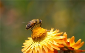 Margarita, flores amarillas, pistilo, abeja