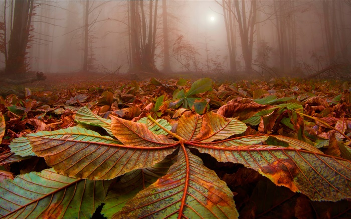 Bosque, árboles, niebla, hojas, tierra, amanecer Fondos de pantalla, imagen