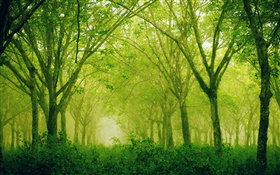 Bosque, árboles, verde estilo