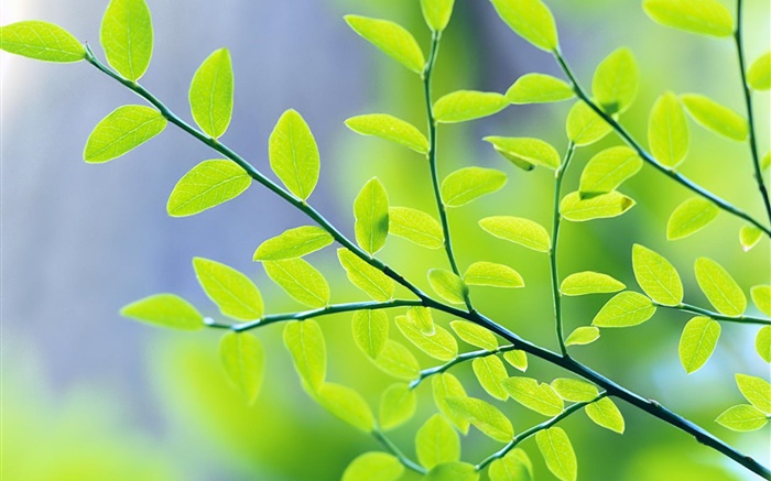 hojas verdes, ramas, bokeh, primavera Fondos de pantalla, imagen