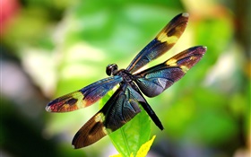 Insectos primer plano, libélula, alas, bokeh HD fondos de pantalla