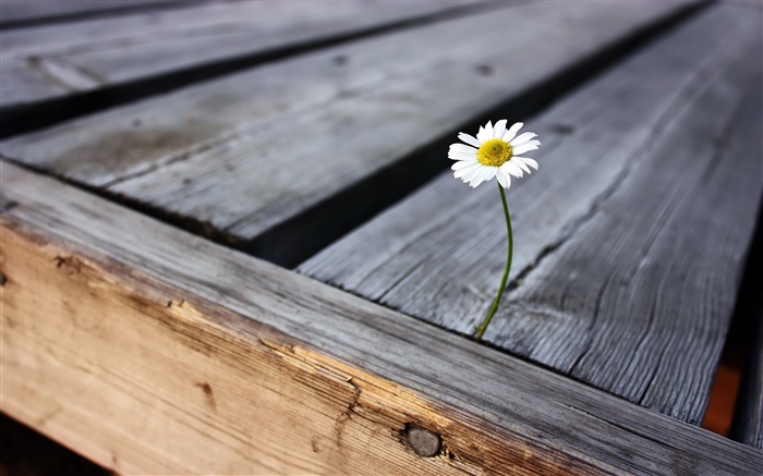 Flor de la soledad, el tablero de madera Fondos de pantalla, imagen
