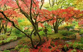 árboles de arce, parque, otoño, la isla de Vancouver, Canadá