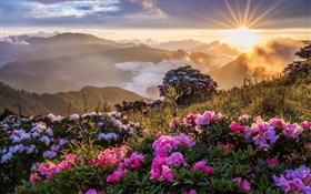 Paisaje de la mañana, la salida del sol, montañas, flores, nubes HD fondos de pantalla