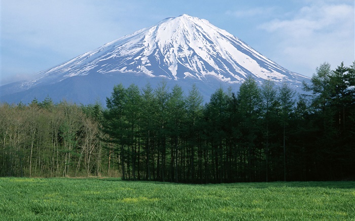 Monte Fuji, nieve, bosque, hierba, Japón Fondos de pantalla, imagen