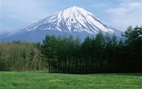 Monte Fuji, nieve, bosque, hierba, Japón