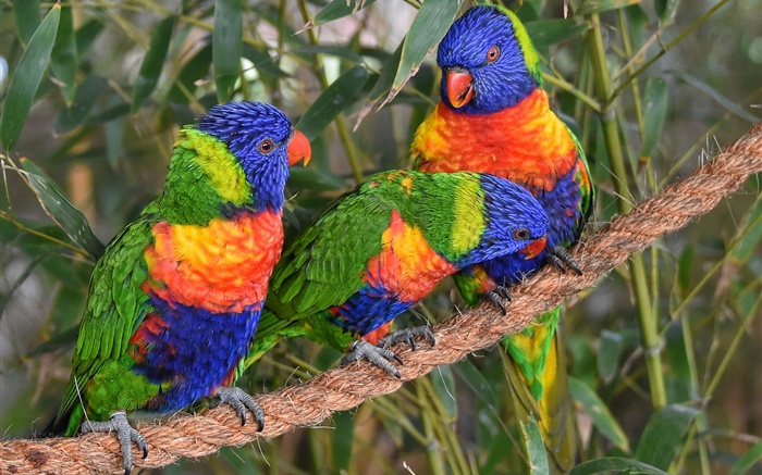 Multicolor lorikeet, loros, pájaros tres Fondos de pantalla, imagen