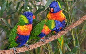 Multicolor lorikeet, loros, pájaros tres