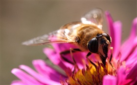 flores de color rosa pétalos, abeja insectos, estambre HD fondos de pantalla