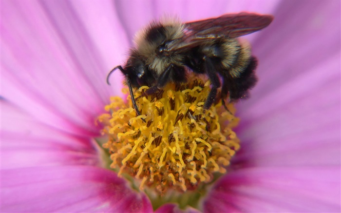 pétalos de rosa flor, pistilo, abeja insectos primer plano Fondos de pantalla, imagen