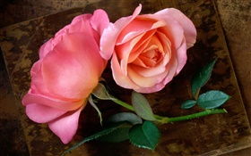 rosas de color rosa, tallo, hoja