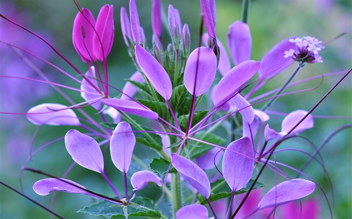 macro planta, hojas, flores púrpuras Fondos de pantalla, imagen