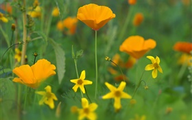 flores de amapola, flores silvestres amarillas, hierba HD fondos de pantalla